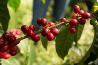 Guatemala Coffee Beans, Introduction to La Minita Flor Coffee Beans from Antigua Region