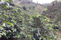Colombian Coffee History, Coffee Development, La Divisa Hacienda Sidra, and Geisha Coffee Beans Introduction