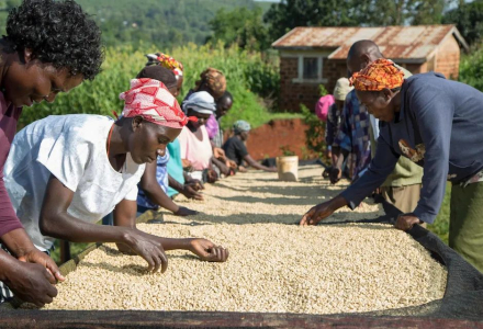 The Difference Between Kenyan Coffee Beans AB and AA Grade: The Relationship Between Kenyan Coffee Grading and Coffee Bean Prices
