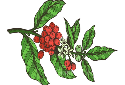 Are Arabica Coffee Beans American Black Coffee? Where Do Arabica Coffee Beans Come From and What Are Their Flavor Characteristics?