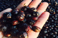 Costa Rica Musician Series Bahia Coffee Bean Flavor Profile How to Brew Raisin Honey Process Coffee Beans