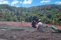 Is Guji a Coffee Bean Variety? What's the Relationship Between Hambela and Guji? Introduction to Natural Process Guji Coffee Beans