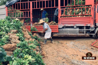 Flavor Characteristics of Yunnan Arabica Coffee | Yunnan Coffee Growing Origins and Varieties | Which Yunnan Coffee Brand is Best?