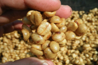 Coffee Honey Process | Classification Process of Honey Processed Coffee Beans - Flavor Profiles of Yellow, Red, and Black Honey Processing Methods