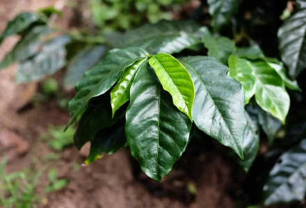 Brandy Barrel Fermentation: Introduction to Honduras Lychee Orchid Coffee Beans