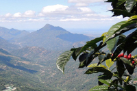 Guatemala Coffee Development, New Eastern Region, Geisha Variety, New Eastern Geisha Coffee Beans Introduction