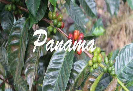 How to Brew Geisha Coffee Beans for the Best Taste - Geisha Pour Over Method Tutorial