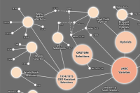 What Do Numbers Like 74110 and 74158 Mean in Arabica Coffee Varieties?