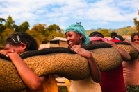 Introduction to Ethiopia Sidamo Shantawene Processing Station - Sidamo Coffee Flavor Characteristics