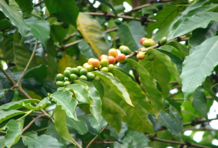 Ethiopian Coffee Beans | Introduction to 74158 Coffee Beans from Santa Vini Processing Station in Sidamo Region