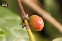 What is Yellow Bourbon in the Arabica species? What is its relationship with Red Bourbon and Typica?