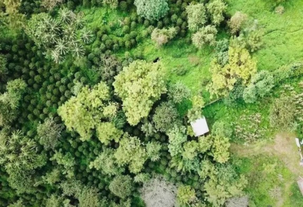 Where is Ethiopia's Gesha Village? What are the characteristics of Gesha Village's Gesha?