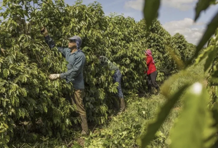 Introduction to the Espírito Santo Coffee Region in Brazil, South America