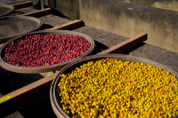 Flavor Characteristics of Fazenda Rainha Yellow Bourbon Coffee Beans - Brazil Arabica Specialty Coffee Growing Regions