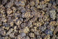 Flavor Characteristics of Indonesian Kopi Luwak and the Story of Premium Coffee Bean Estate Regions