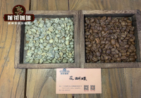 Panama Premium Butterfly Coffee Bean Flavor and Characteristics | Panama Butterfly Coffee Story