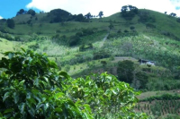 What Coffee Estates Exist in Costa Rica? What are the Flavor Characteristics of Costa Rican Coffee?