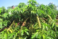 The Development History of Vietnamese Coffee, Flavor Characteristics of Coffee Varieties in Vietnamese Regions, and Introduction to Classic Italian Blends