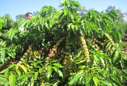 The Development History of Vietnamese Coffee, Flavor Characteristics of Coffee Varieties in Vietnamese Regions, and Introduction to Classic Italian Blends