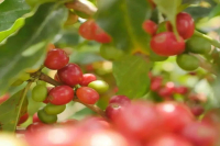 How Many Common Color Varieties of Bourbon Coffee Exist?