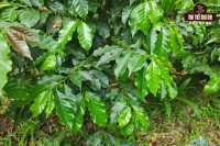 What are the sub-varieties of Typica coffee beans? Characteristics and origin story of Typica variety coffee beans