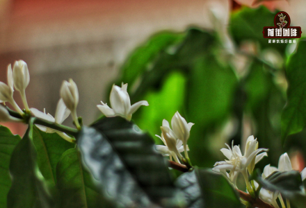 How Do Coffee Beans Get Their Floral and Fruity Aromas? Characteristics of Coffee Flower Aromas