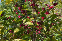 Panama Geisha Coffee Beans: Flavor Profile, Characteristics, and Story - Differences Between Green Top and Red Top Geisha