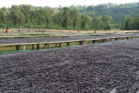 Sidamo Coffee Region Introduction & Flavor Profile Analysis