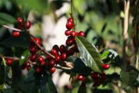 Geisha Coffee Beans: A Late-Blooming Variety with Exceptional Quality - Origin, Grading, and Hacienda La Esmeralda Example
