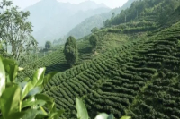 Kenya | Introduction to Kirinyaga Coffee Processing Station Region