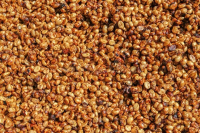 Costa Rica Villa Estate Red Honey Process SHB Grade Coffee - How to Brew Honey Process Coffee Beans by Pour-Over?