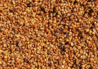 Costa Rica Villa Estate Red Honey Process SHB Grade Coffee - How to Brew Honey Process Coffee Beans by Pour-Over?