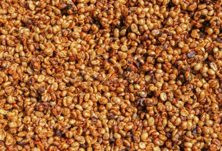 Costa Rica Villa Estate Red Honey Process SHB Grade Coffee - How to Brew Honey Process Coffee Beans by Pour-Over?