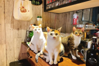 How Cruel! Animal Cafes Petitioned to Stop!