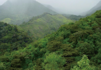 Introduction to Panama Boquete Coffee Growing Region - What Makes Panama Geisha Coffee Special?