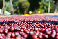 What are the flavor and texture differences between semi-dried and honey processed coffee? Which tastes better: semi-dried or honey processed?