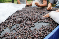 Costa Rica Tarrazu Coffee Bean Varieties: Geisha, Caturra, and Catuai Differences