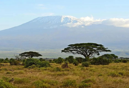 Tanzania Coffee Beans | Introduction to Kilimanjaro Coffee Beans