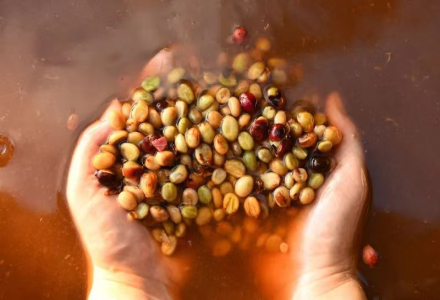 Characteristics and Flavor Profile of Anaerobic Fermentation Processed Coffee Beans - Steps and Procedures of Coffee Anaerobic Enzyme Fermentation Processing