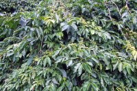 Relationship Between Blue Mountain and Arabica Coffee Beans: Is Blue Mountain Coffee a Sub-variety of Arabica in Flavor and Taste?