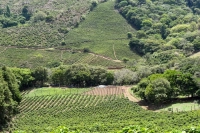 Colombian Coffee Beans | Introduction to Selected Caturra Coffee Beans from Huila Region