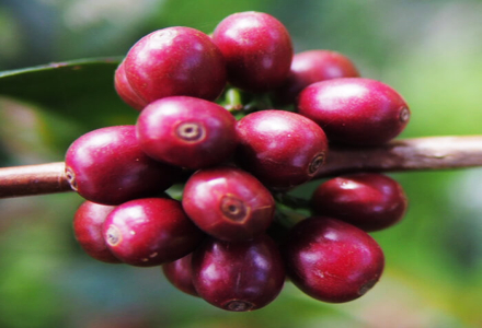 What are the Flavor Characteristics of Geisha 1931 Variety? Hand-brewed Geisha Village 1931 Geisha Experience Sharing