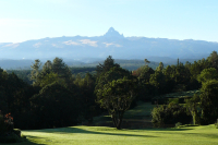 Flavor Profile of Kenya Nyeri Thimu Coffee Beans