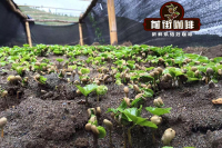 Flavor Characteristics and Taste Profile of Yunnan Coffee Beans - FrontStreet Coffee's Regional Brand Story