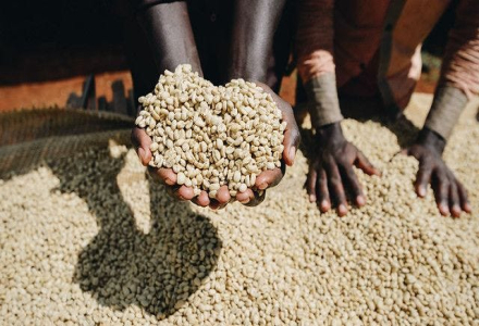 Flavor and Taste Characteristics of Ethiopian Coffee Beans - Is Yirgacheffe Coffee Expensive and Delicious?