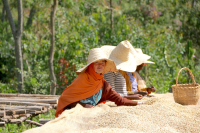 What Roast Level is Suitable for Yirgacheffe Coffee? Introduction to Flavor Characteristics of Washed Yirgacheffe Coffee Processing