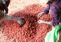 Is Kenya AA Coffee Good? Kenya Coffee Bean Grade Classification and Flavor Characteristics