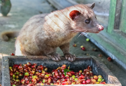 The Origin of Kopi Luwak: The Tragic Story Behind Kopi Luwak Coffee and Its Flavor Description
