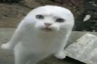 What is Lungo Coffee? What's the Difference Between Lungo and Americano Coffee? How Does Lungo Differ from Americano? What is Lungo Coffee?