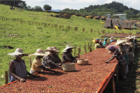 The Origin History of Sidamo Region | Introduction to Bensa Aro Village Coffee Beans